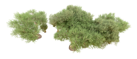 Obraz premium Green forest isolated on background. 3d rendering - illustration