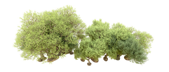 Green forest isolated on background. 3d rendering - illustration