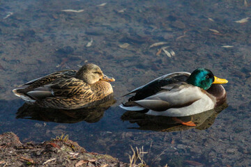 Winter Park with a Pond. Kyiv, Ukraine