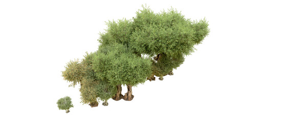 Fototapeta premium Green forest isolated on background. 3d rendering - illustration