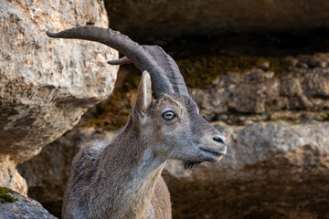 Iberian Ibex - Capra pyrenaica, beautiful popular mountain wild goat from Iberia mountains and hills, Andalusia, Spain.