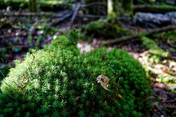 Obraz premium 山の中の苔