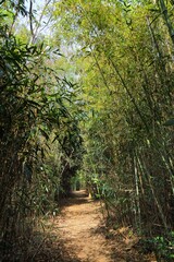 Geoje bamboo forest walk in South Korea