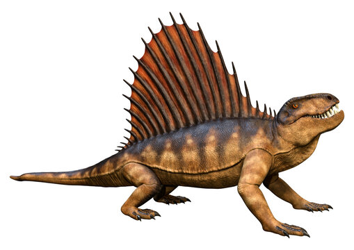 3D Rendering Dinosaur Dimetrodon on White