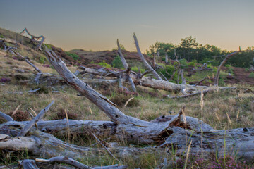 old tree in the dunes