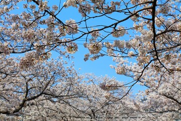 Jinhae cherry blossom background in Korea