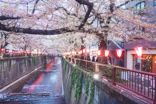Japan Tokyo city Nakameguro sakura matsuri festival famous destination