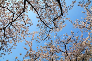 Jinhae cherry blossom background in Korea