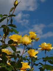 秋の青空と秋薔薇