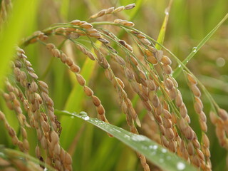 朝露を纏った稲穂