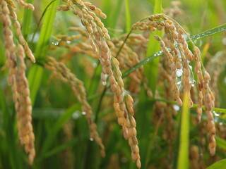 朝露を纏った稲穂
