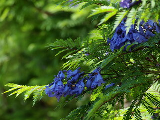 ジャカランダの咲く季節