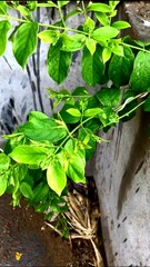 very beautiful view of green leaf.
