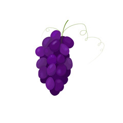 Delicious  grape. Fruit design vector illustration on white background