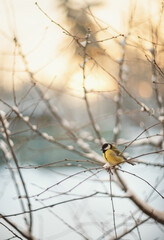 Photo of a chickadee on a branch in winter.