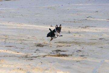Dogs of the Jack Russell Terrier breed running on the sand
