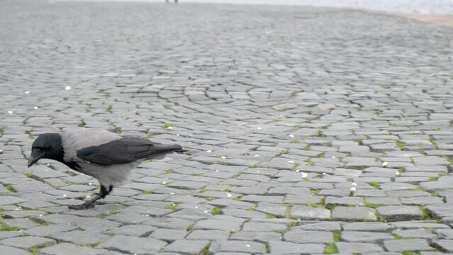 A crow on the pavement takes food from a person.