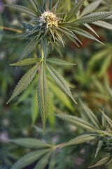 Mature cannabis plant with shoots and leaves, texture of a cannabis plant at an indoor cannabis farm, indoor growing cannabis plant with large cannabis plants