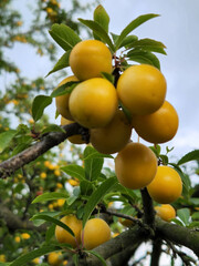 Cherry plum fruits. Ripe yellow cherry plum fruits. Fruit harvest