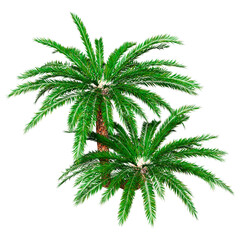3D Rendering Encephalartos Woodii Palm Trees on White