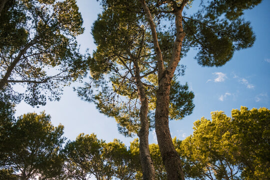 Pinienb&auml;ume, Cala Mesquida, Mallorca