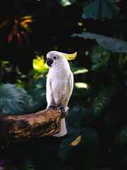 Cute yellow crested white cockatoo sitting on a tree log in the middle of a colourful jungle
