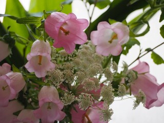 カンパニュラ　ピンクの花