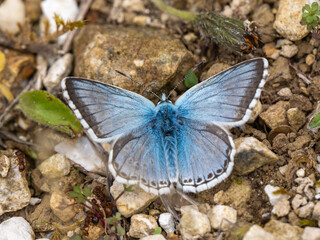 Fototapeta na wymiar Chalkhill Blue Butterfly Resting. Wings Open.