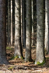 Close up view in the woods in the Carpathians Mountains from Romania