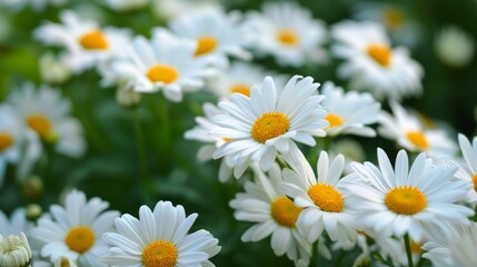 Close-up of Vibrant Daisy Flowers in Bloom