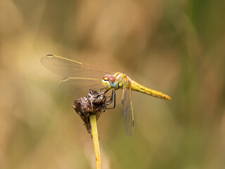 Common Darter Resting on a dead Flower Head