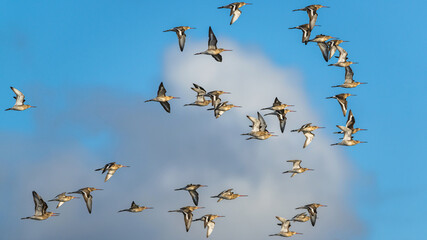 Black-tailed Godwit, Limosa limosa, birds in flight over Marshes at winter time