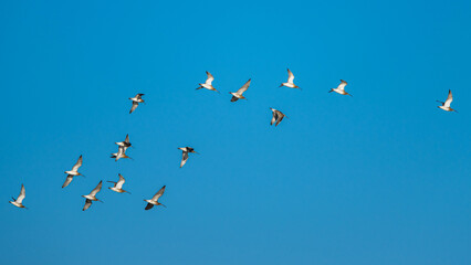 Eurasian Curlew, Numenius arquata, birds in flight at winter on blue sky