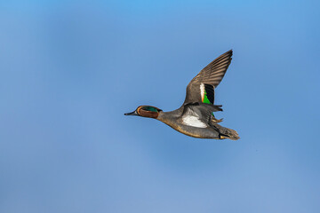 Male of Eurasian Teal, Anas crecca, bird in flight over marshes