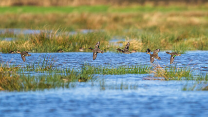 Eurasian Teal, Anas crecca, birds in flight over winter marshes