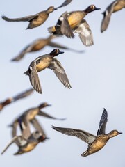 Eurasian Teal, Anas crecca, birds in flight over winter marshes