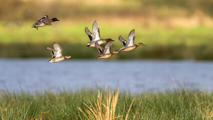 Eurasian Teal, Anas crecca, birds in flight over winter marshes