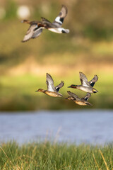 Eurasian Teal, Anas crecca, birds in flight over winter marshes