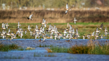 Eurasian Wigeon, Mareca penelope, birds in flight over Marshes