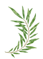 Green branch isolated on transparent background. Watercolor botanical painting. Decoration elements.