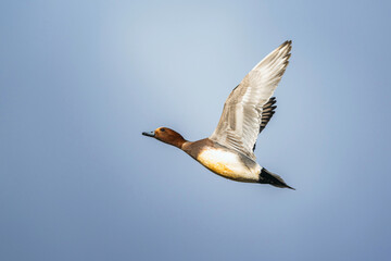 Male of Eurasian Wigeon, Mareca penelope, bird in flight over Marshes