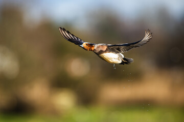 Male of Eurasian Wigeon, Mareca penelope, bird in flight over Marshes