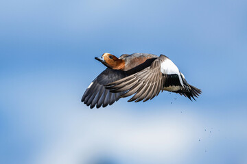 Male of Eurasian Wigeon, Mareca penelope, bird in flight over Marshes