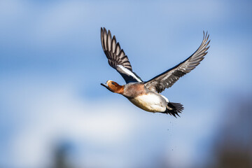 Male of Eurasian Wigeon, Mareca penelope, bird in flight over Marshes