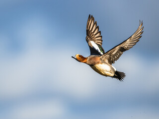 Male of Eurasian Wigeon, Mareca penelope, bird in flight over Marshes