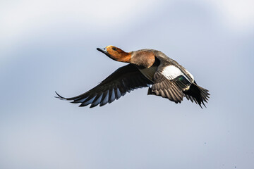 Male of Eurasian Wigeon, Mareca penelope, bird in flight over Marshes