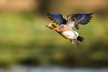 Male of Eurasian Wigeon, Mareca penelope, bird in flight over Marshes