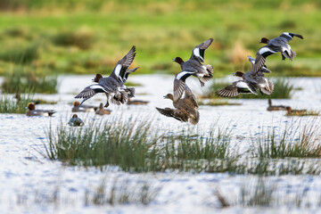 Eurasian Wigeon, Mareca penelope, birds in flight over Marshes