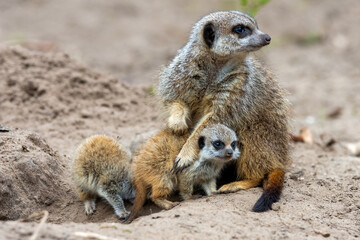 Young meerkats with their mother