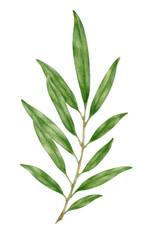 Green branch isolated on transparent background. Watercolor botanical painting. Decoration elements.